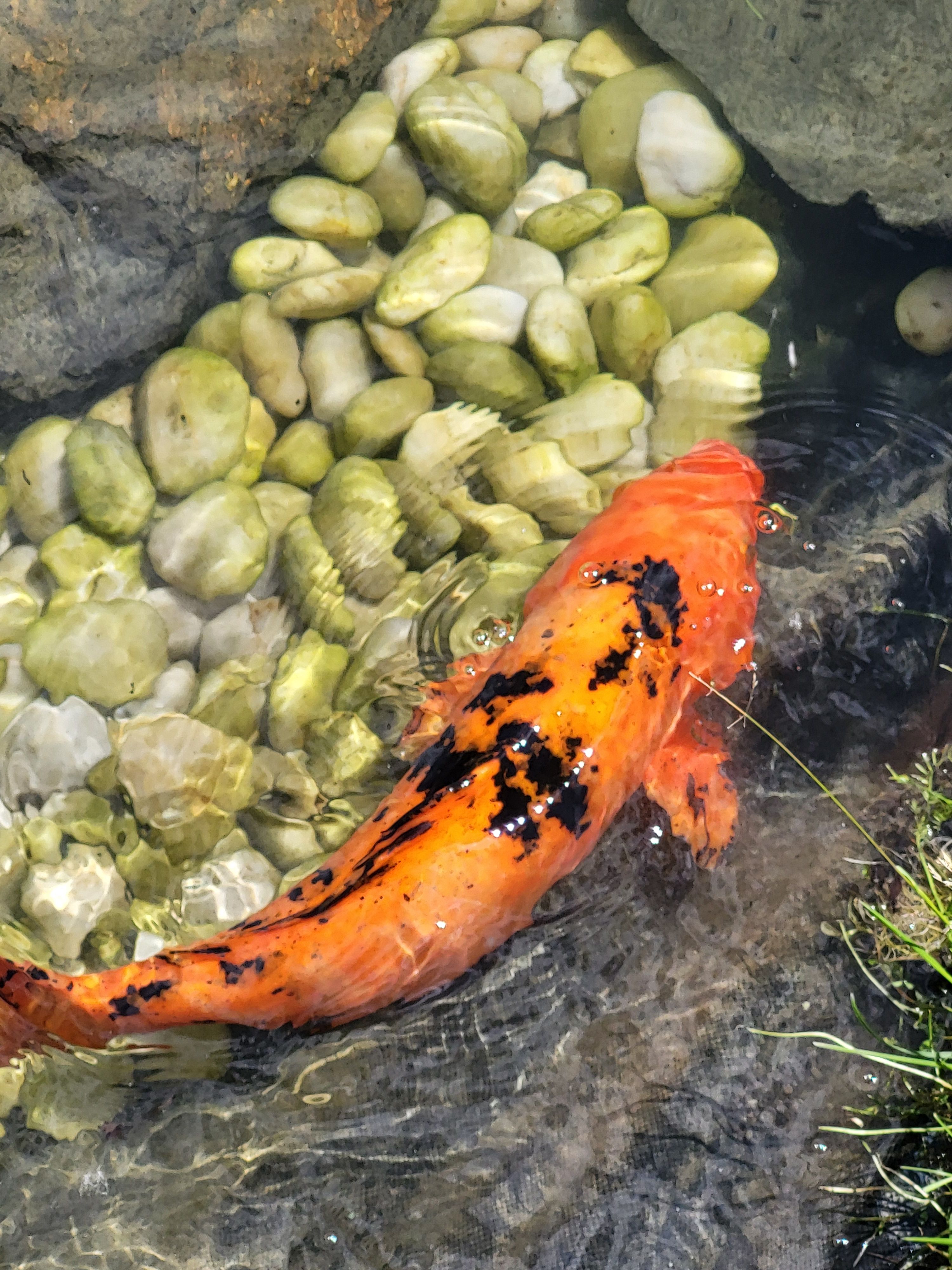 Koi fish at Montreal Botanical Gardens